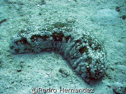 Furry Sea Cucumber,Humacao, Puerto Rico,Camera DC310 by Pedro Hernandez 